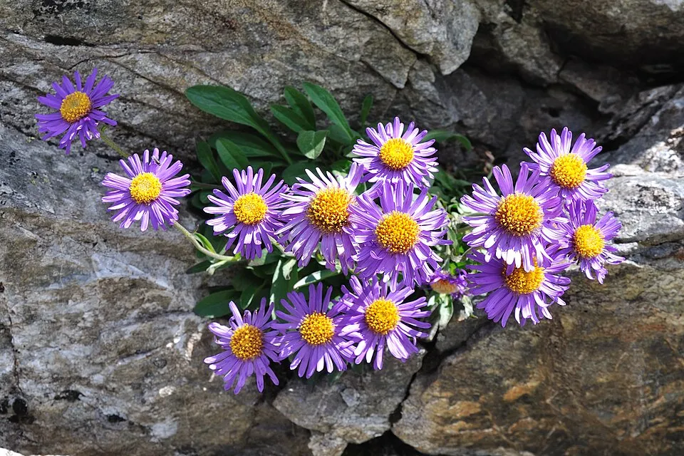 Havasi őszirózsa / Aster alpinus 'Violet'