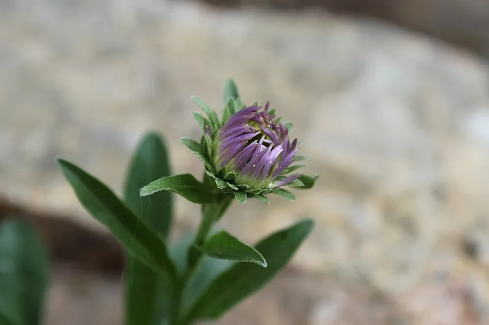 Havasi őszirózsa / Aster alpinus 'Violet'