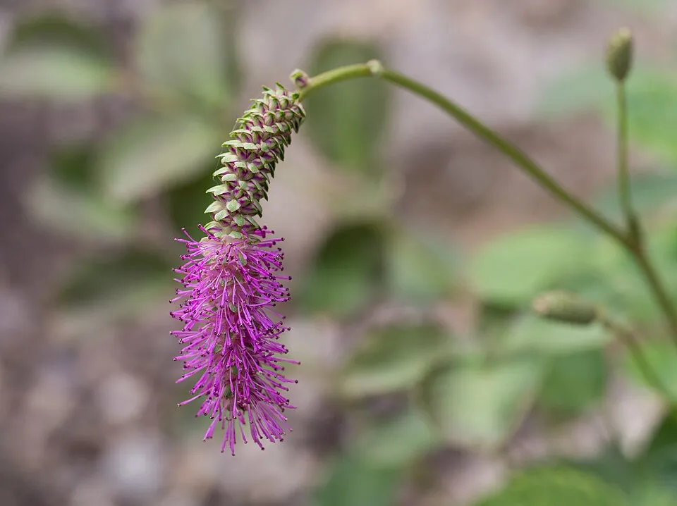 Vérfű / Sanguisorba hakusanensis 'Lilac Squirrel'