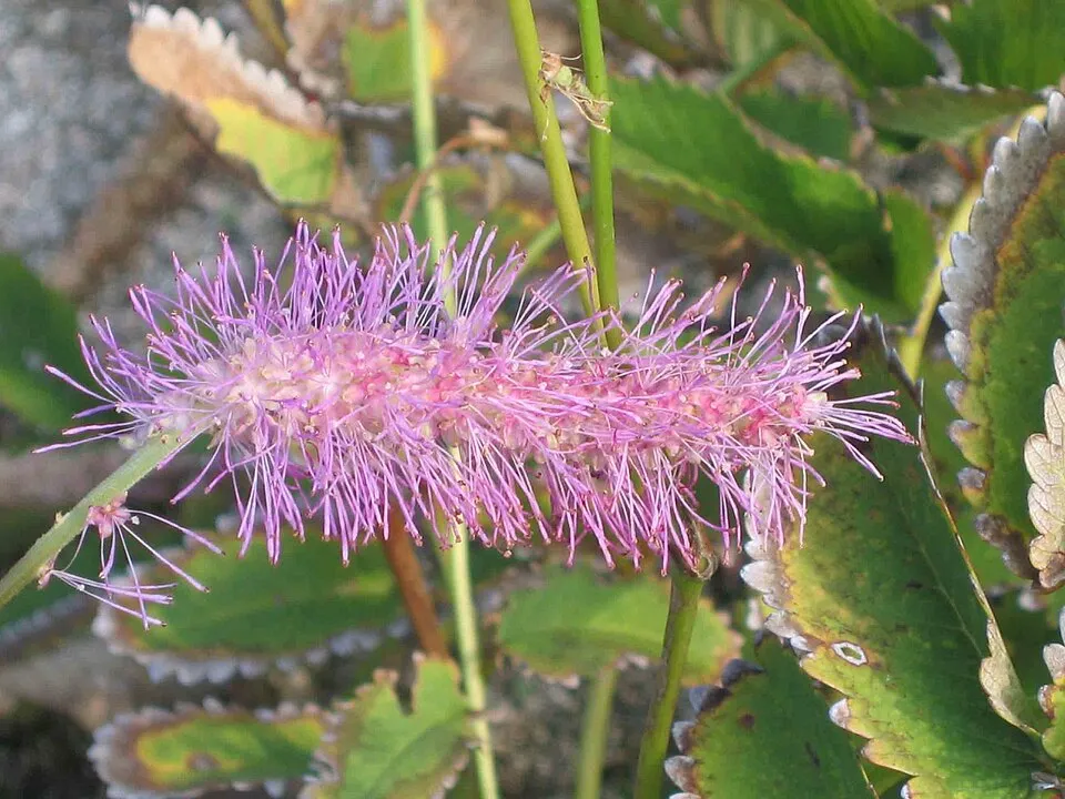 Vérfű / Sanguisorba hakusanensis 'Lilac Squirrel'