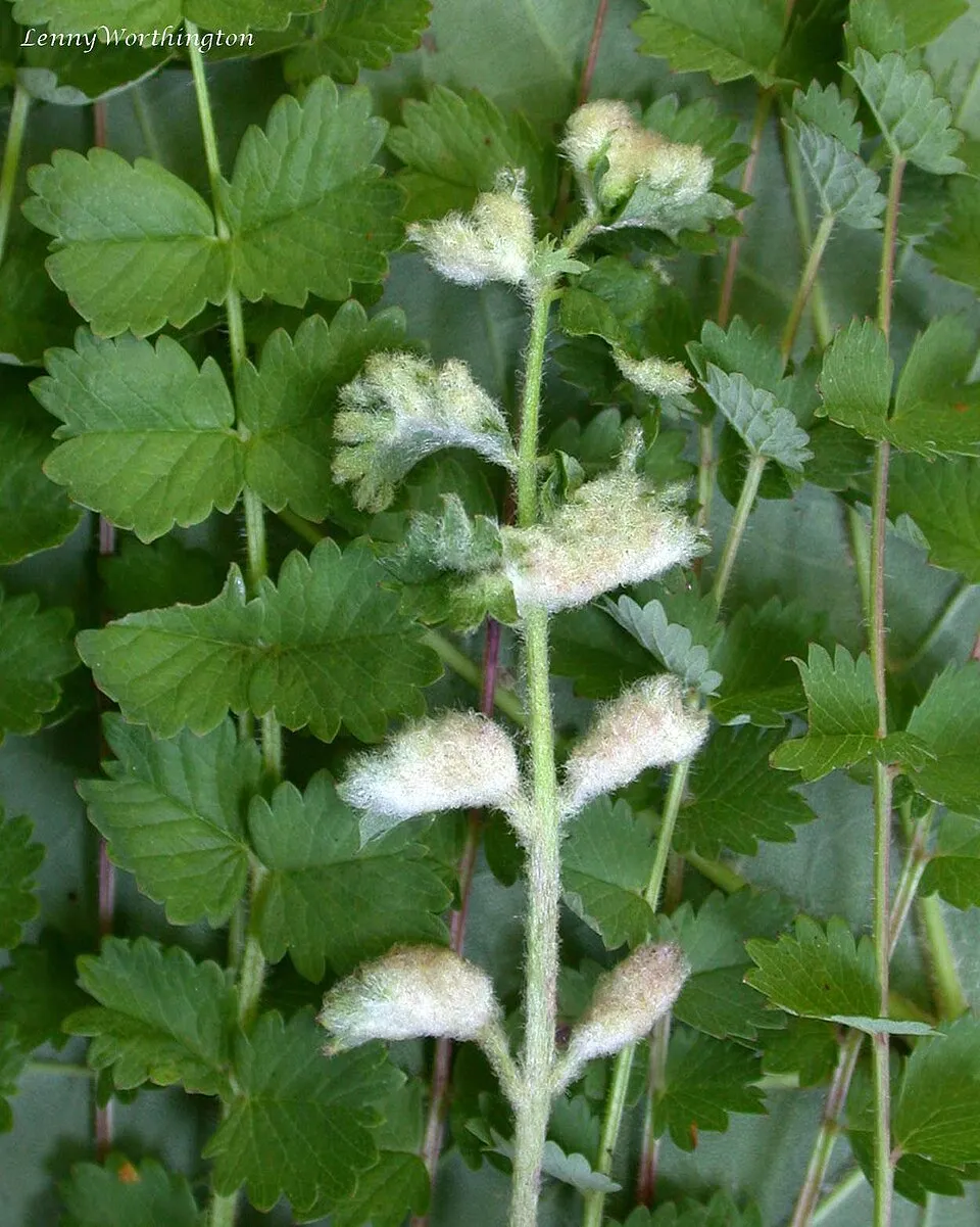 Vérfű / Sanguisorba minor 'Little Angel'