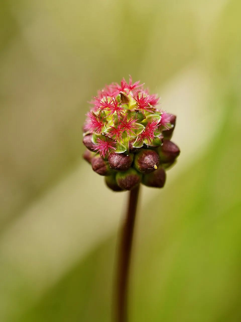 Vérfű / Sanguisorba minor 'Little Angel'
