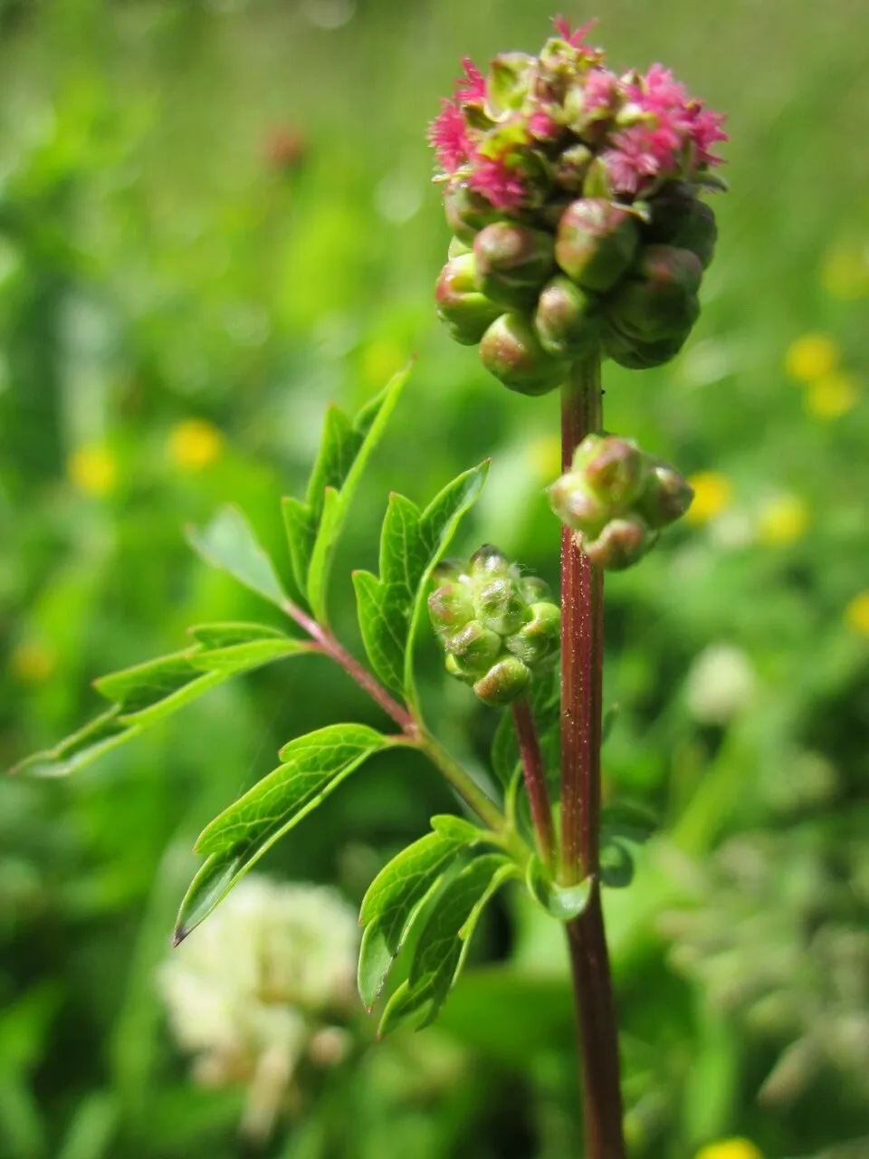 Vérfű / Sanguisorba minor 'Little Angel'