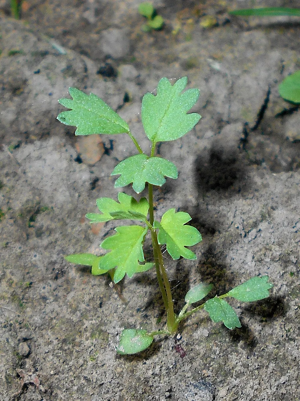 Őszi vérfű / Sanguisorba officinalis 'Chocolate Tip'