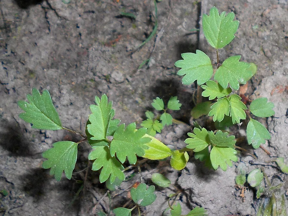 Őszi vérfű / Sanguisorba officinalis 'Chocolate Tip'