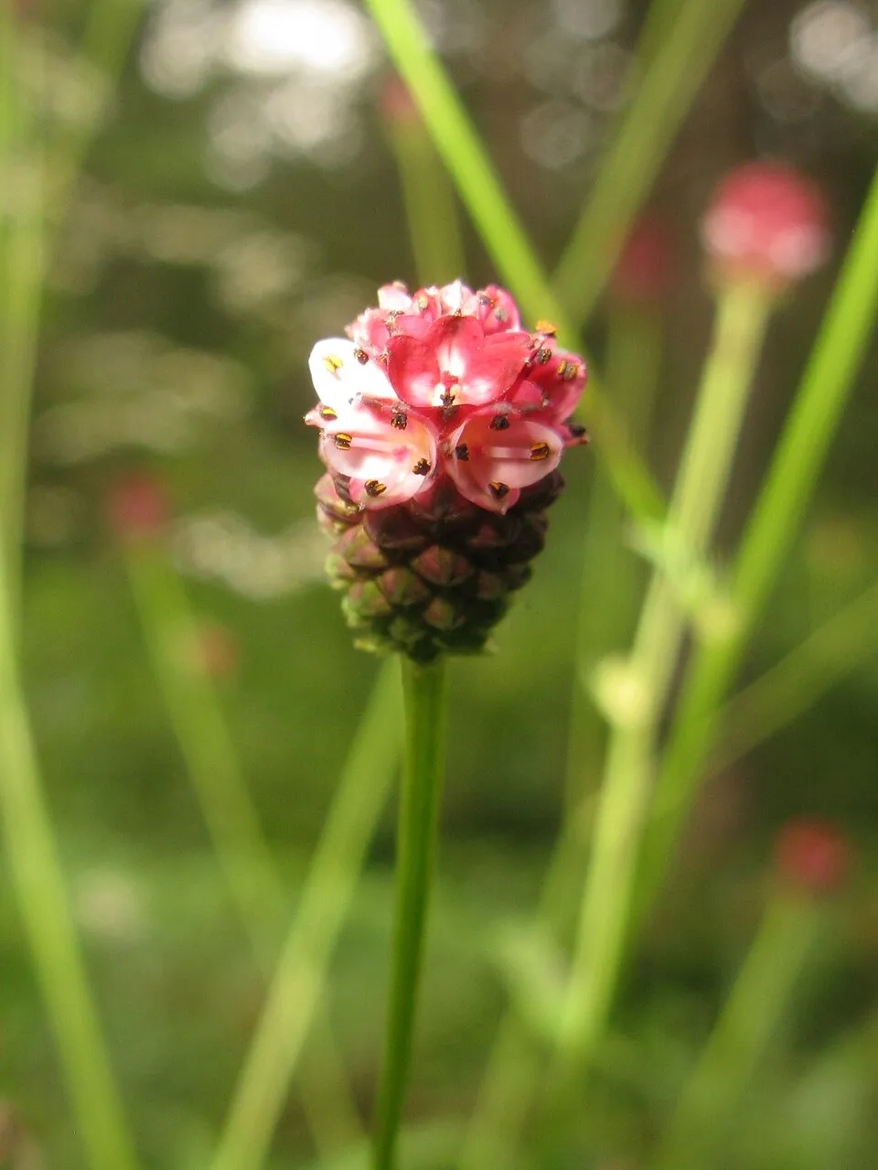 Őszi vérfű / Sanguisorba officinalis 'Pink Tanna'