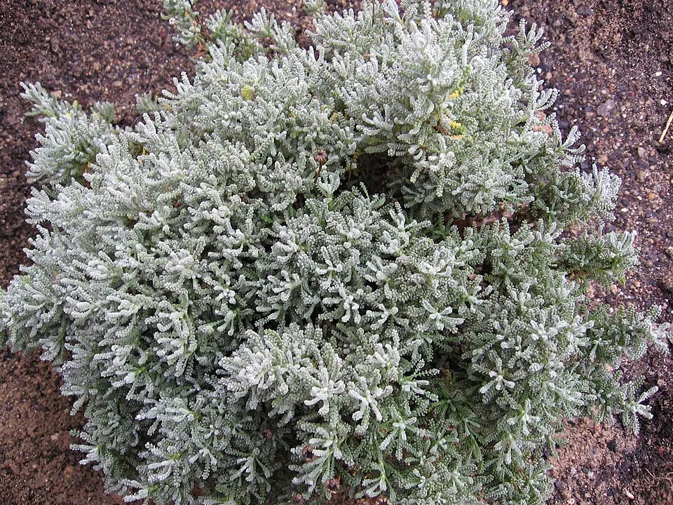 Hamvas cipruska / Santolina chamaecyparissus