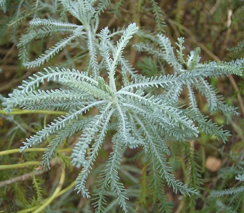 Hamvas cipruska / Santolina chamaecyparissus
