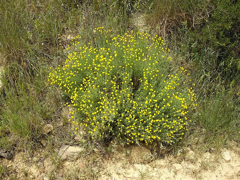 Hamvas cipruska / Santolina chamaecyparissus
