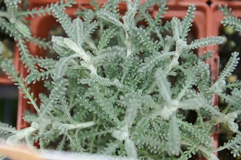 Hamvas cipruska / Santolina chamaecyparissus
