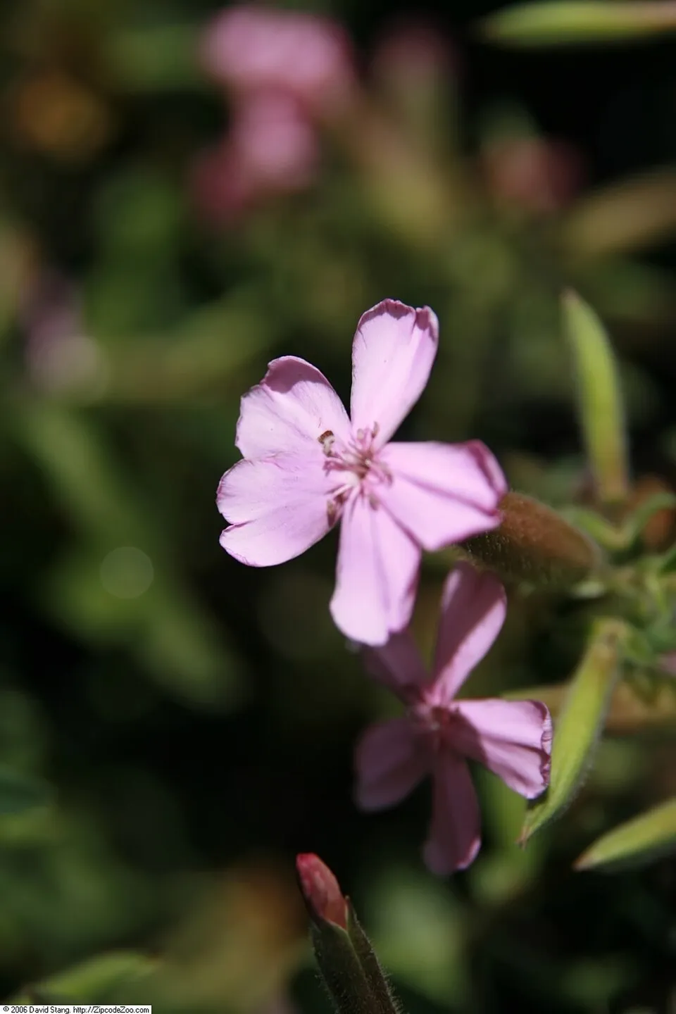 Késői szappanfű / Saponaria x lempergii 'Max Frei'