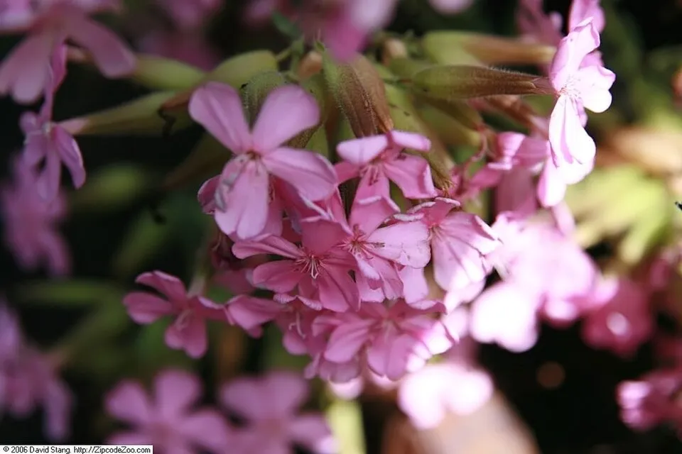 Késői szappanfű / Saponaria x lempergii 'Max Frei'