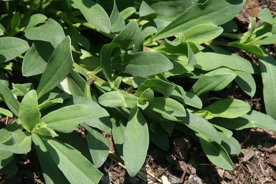Késői szappanfű / Saponaria x lempergii 'Max Frei'