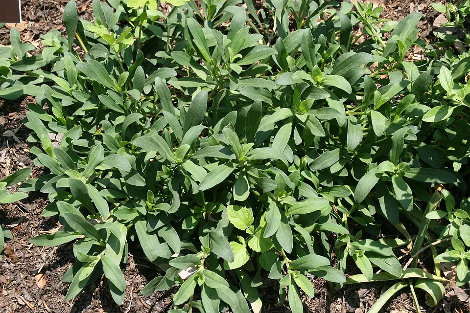 Késői szappanfű / Saponaria x lempergii 'Max Frei'