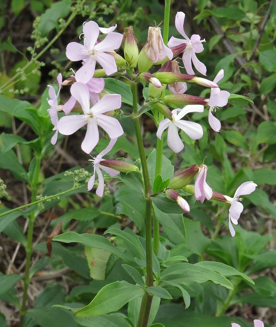 Orvosi szappanfű / Saponaria officinalis 'Alba Plena'