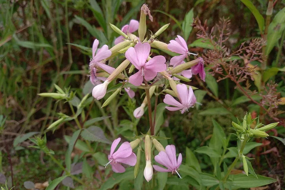 Orvosi szappanfű / Saponaria officinalis 'Alba Plena'