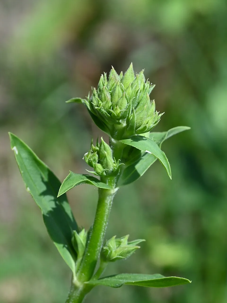 Orvosi szappanfű / Saponaria officinalis 'Alba Plena'