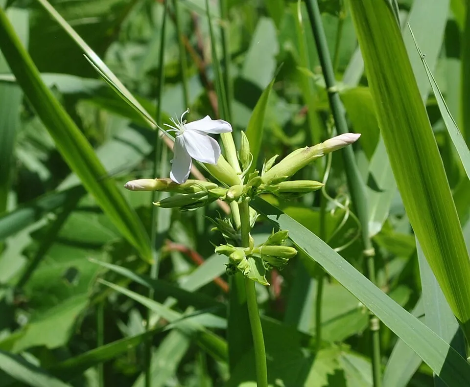 Orvosi szappanfű / Saponaria officinalis 'Alba Plena'