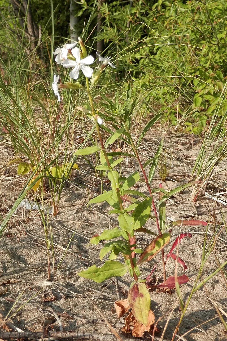 Orvosi szappanfű / Saponaria officinalis 'Alba Plena'