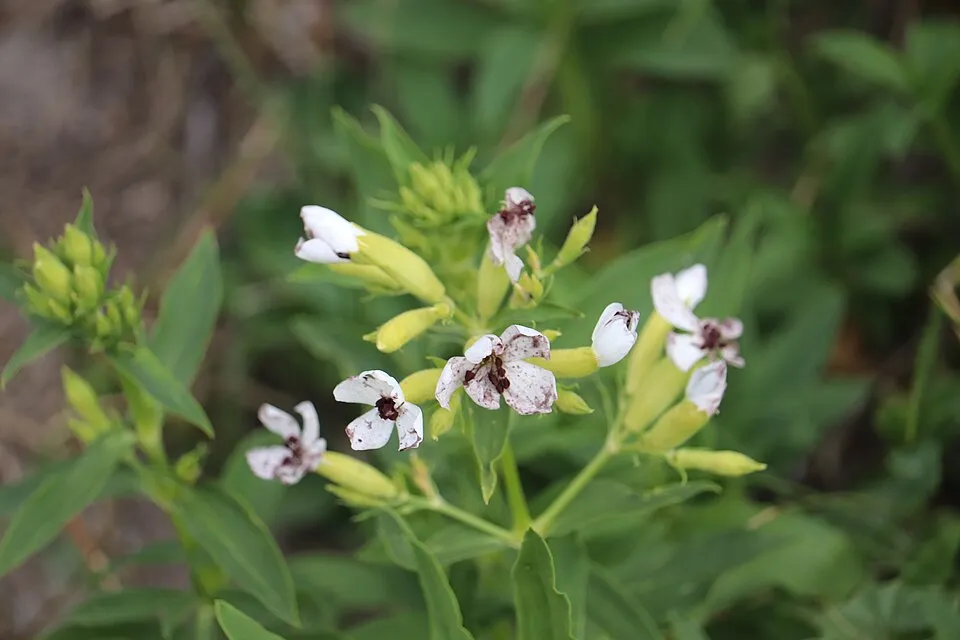 Orvosi szappanfű / Saponaria officinalis 'Alba Plena'