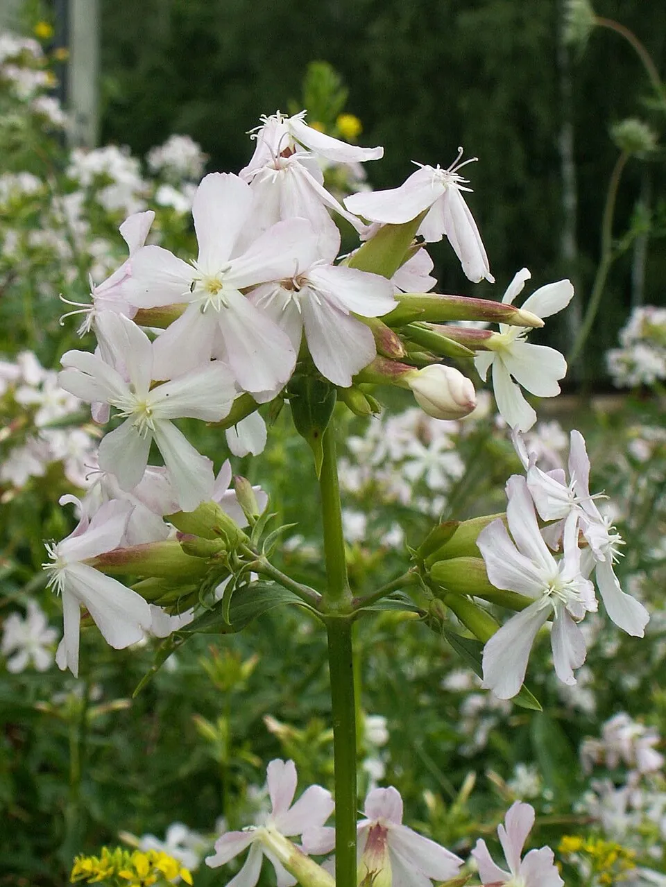 Orvosi szappanfű / Saponaria officinalis 'Alba Plena'