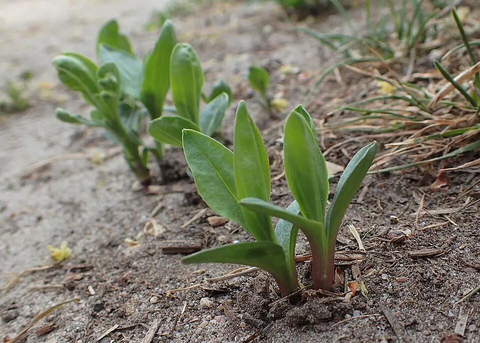 Orvosi szappanfű / Saponaria officinalis 'Alba Plena'
