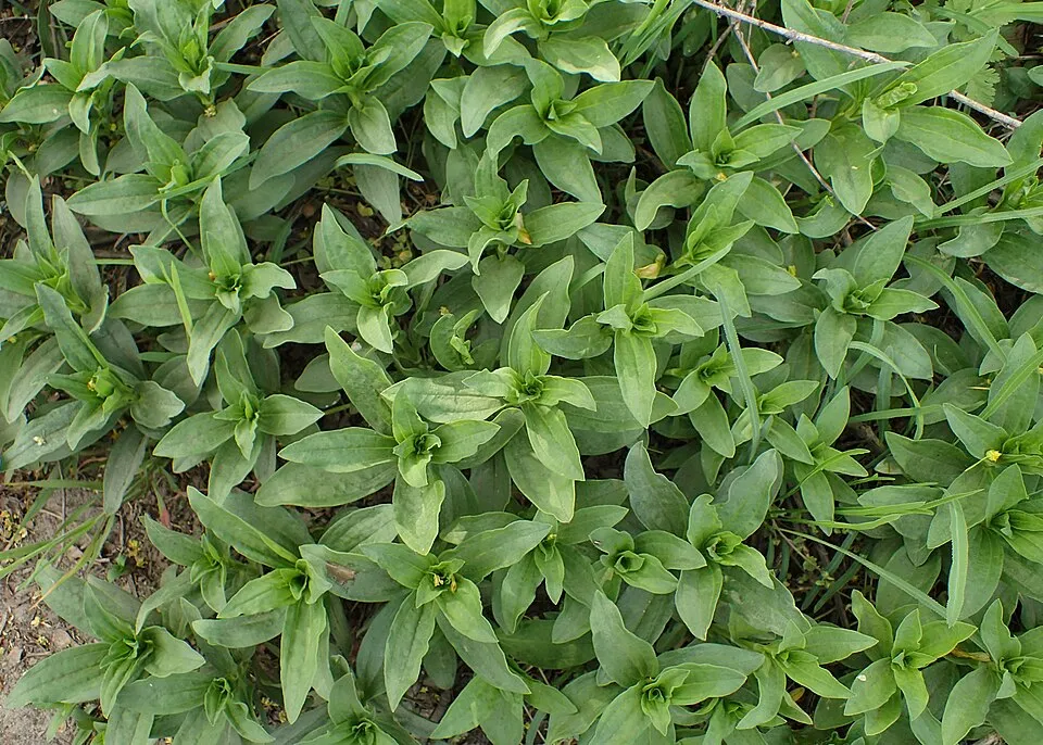 Orvosi szappanfű / Saponaria officinalis 'Alba Plena'