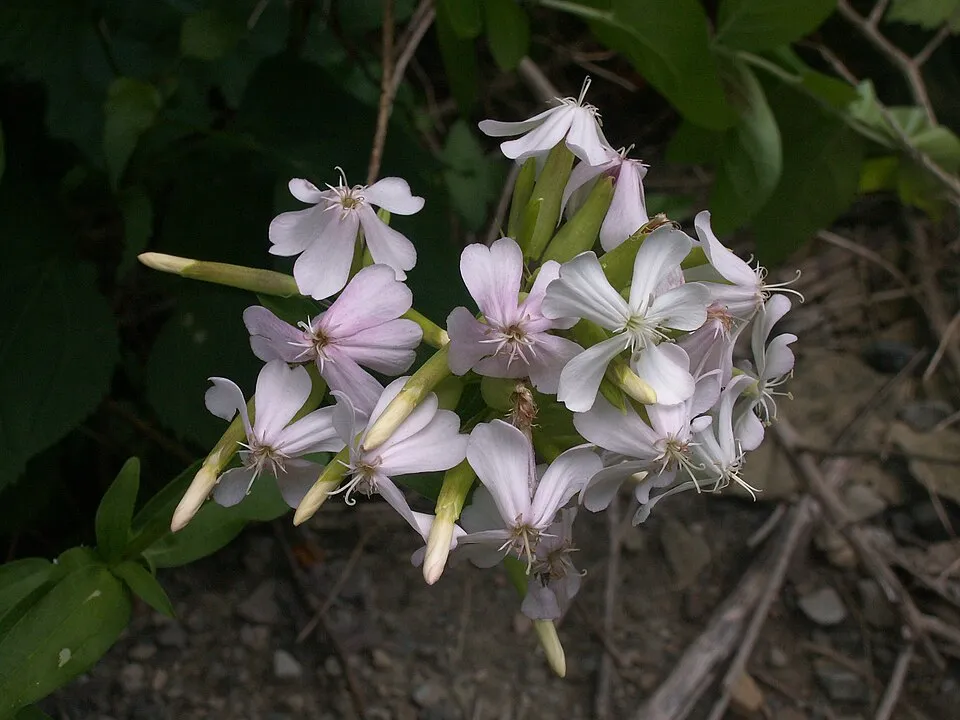 Orvosi szappanfű / Saponaria officinalis 'Alba Plena'