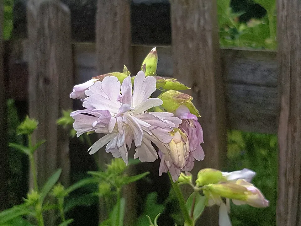 Orvosi szappanfű / Saponaria officinalis 'Rosea Plena'