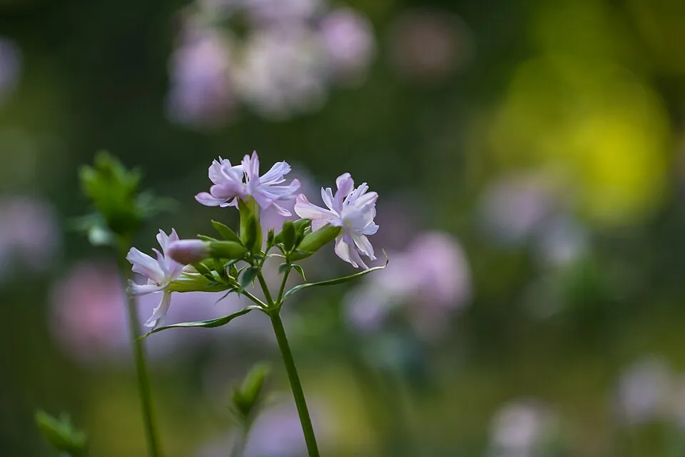 Orvosi szappanfű / Saponaria officinalis 'Rosea Plena'
