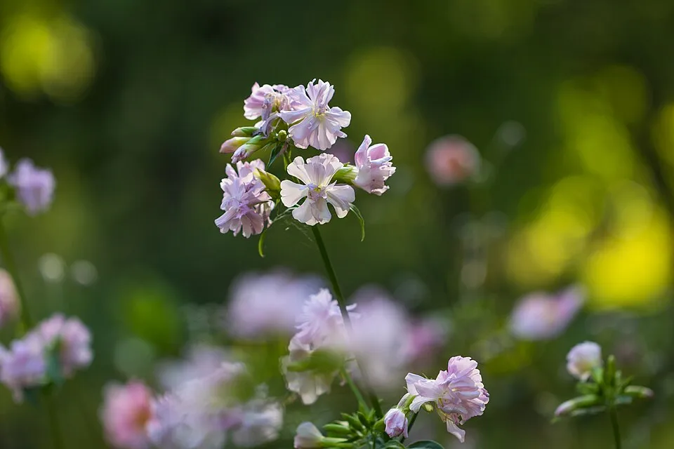 Orvosi szappanfű / Saponaria officinalis 'Rosea Plena'