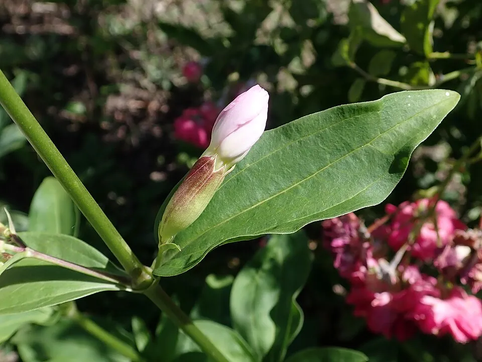 Orvosi szappanfű / Saponaria officinalis 'Rosea Plena'