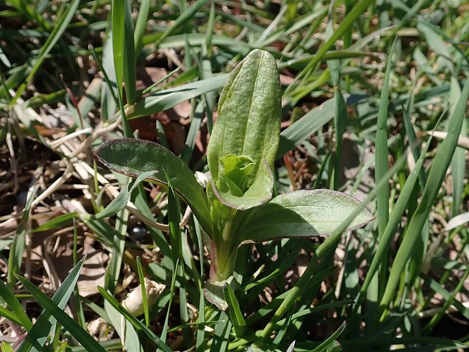 Orvosi szappanfű / Saponaria officinalis 'Rosea Plena'