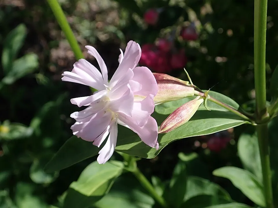 Orvosi szappanfű / Saponaria officinalis 'Rosea Plena'