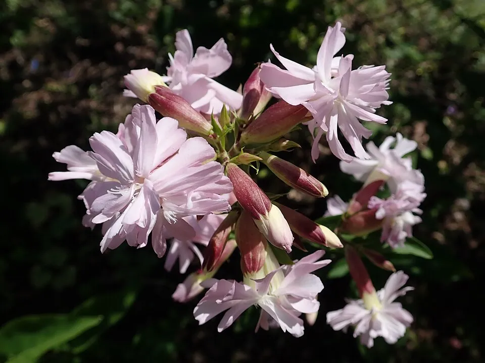 Orvosi szappanfű / Saponaria officinalis 'Rosea Plena'