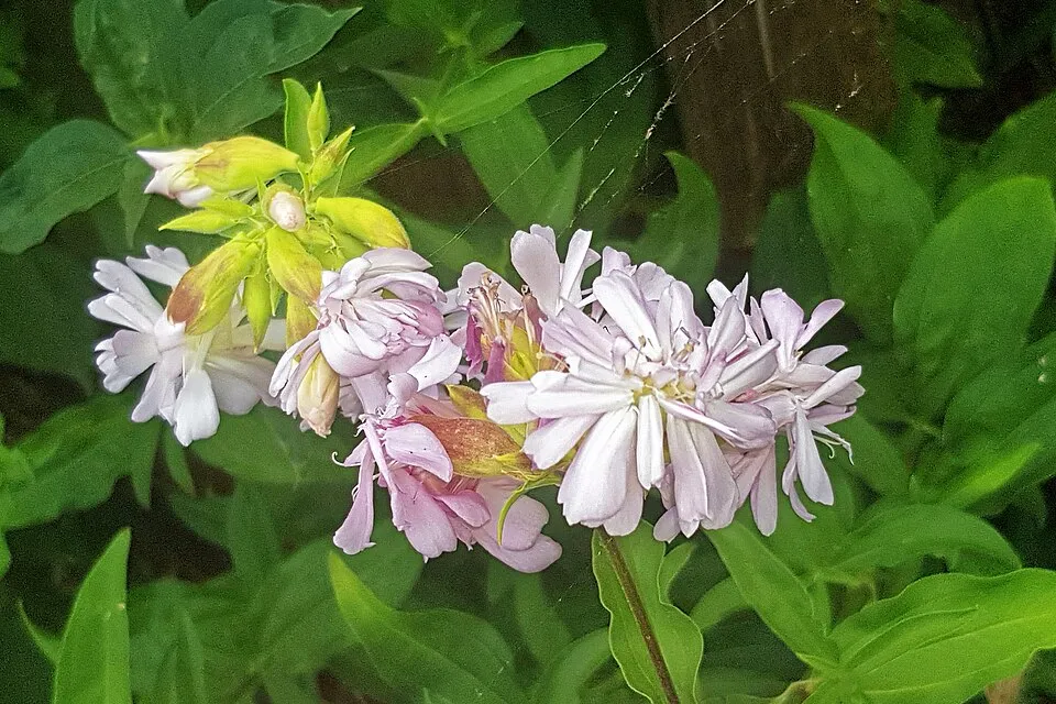Orvosi szappanfű / Saponaria officinalis 'Rosea Plena'
