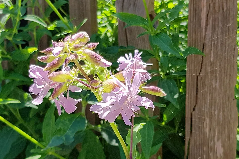 Orvosi szappanfű / Saponaria officinalis 'Rosea Plena'