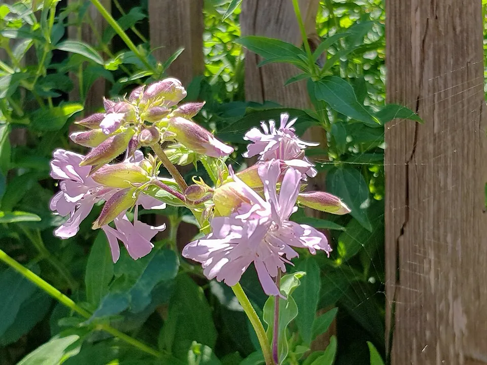 Orvosi szappanfű / Saponaria officinalis 'Rosea Plena'