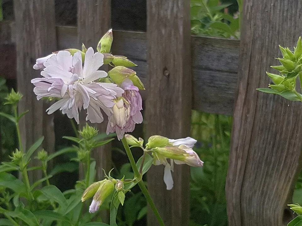 Orvosi szappanfű / Saponaria officinalis 'Rosea Plena'