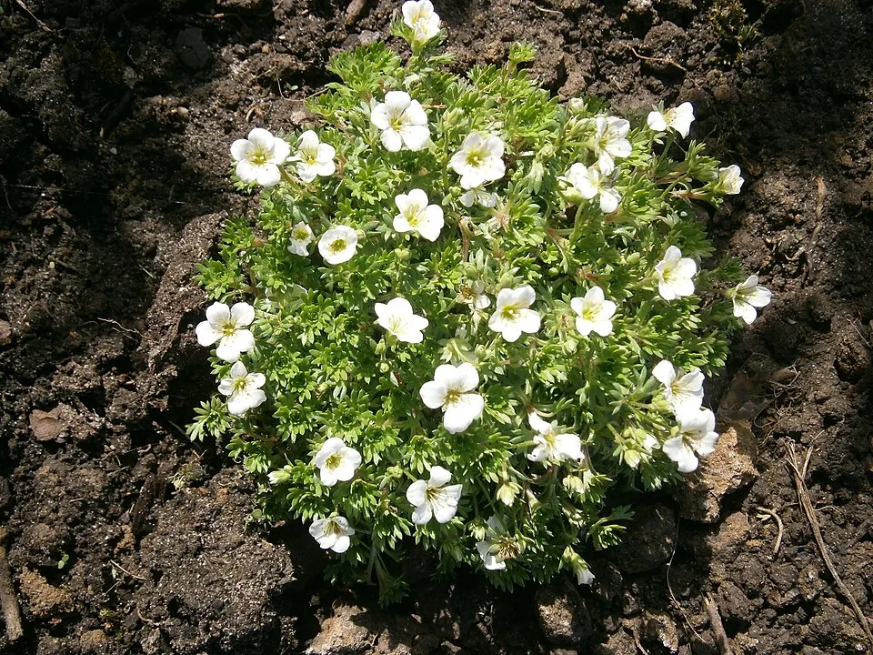 Arends-kőtörőfű / Saxifraga × arendsii ALPINO EARLY® 'Picotee'