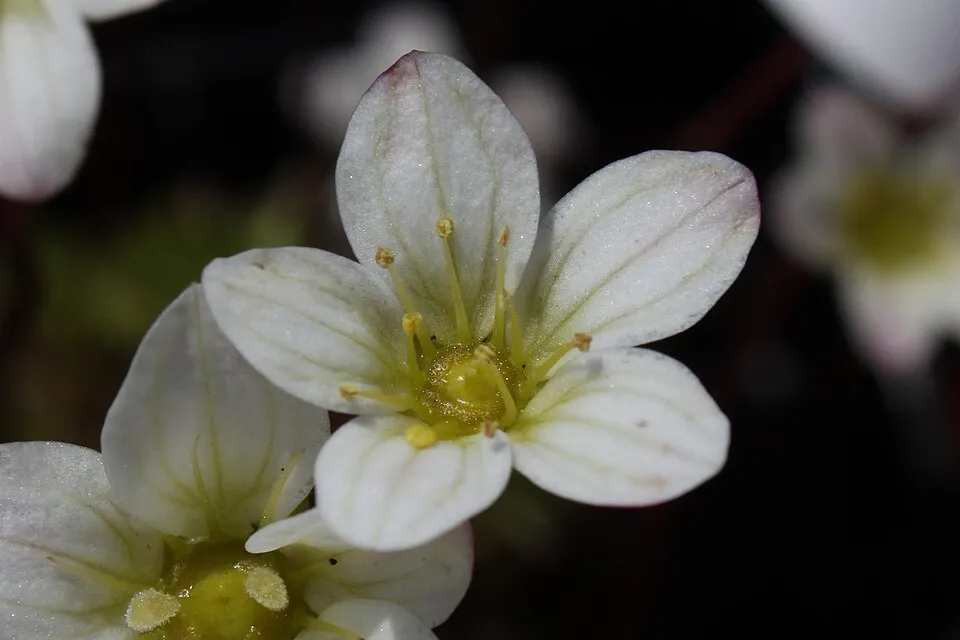 Arends-kőtörőfű / Saxifraga × arendsii ALPINO EARLY® 'Rose'