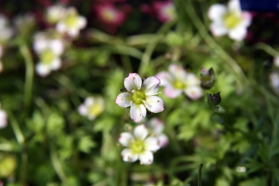 Arends-kőtörőfű / Saxifraga × arendsii 'Butter Cream'