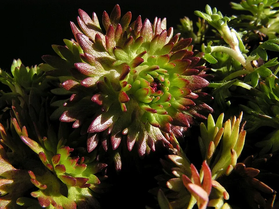 Arends-kőtörőfű / Saxifraga × arendsii 'Butter Cream'