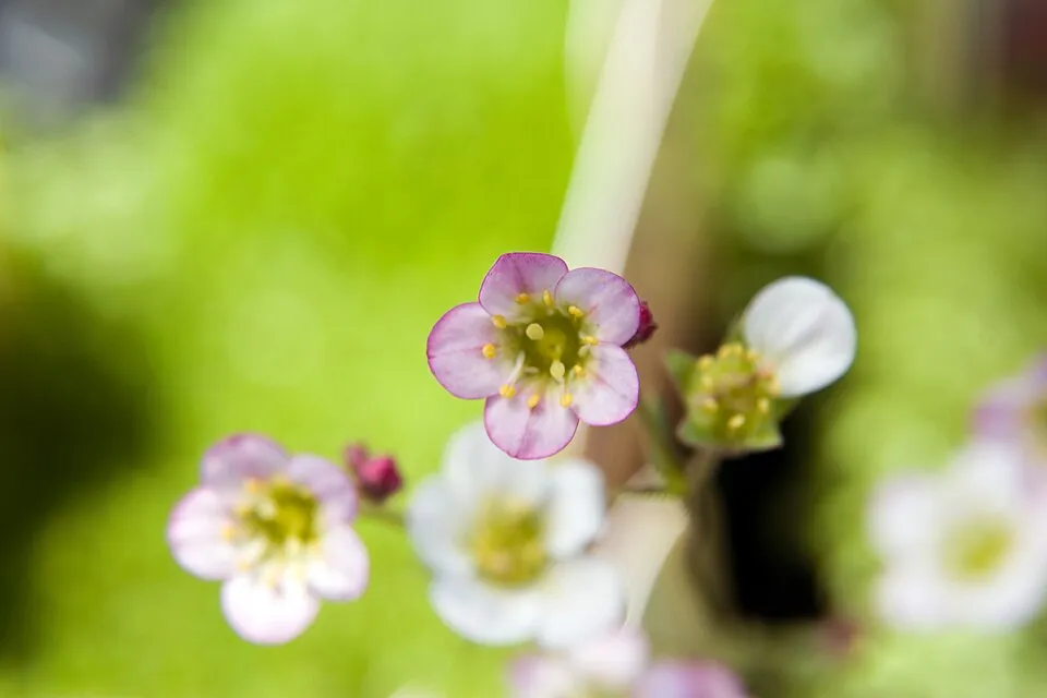 Arends-kőtörőfű / Saxifraga × arendsii MARTO® 'Rose'