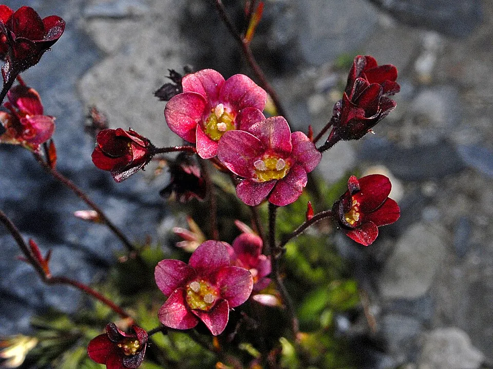 Arends-kőtörőfű / Saxifraga × arendsii MARTO® 'Rose'