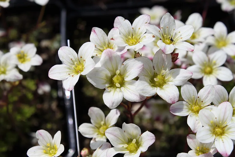 Arends-kőtörőfű / Saxifraga × arendsii 'Touran Large White'