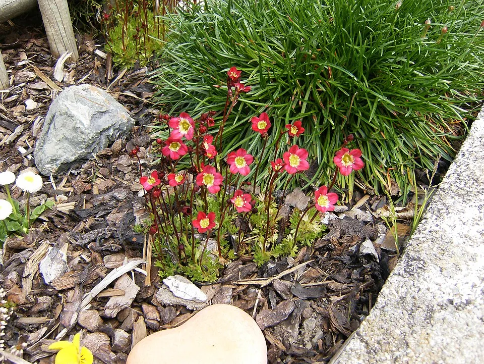 Arends-kőtörőfű / Saxifraga × arendsii 'Touran Rocklarwh'
