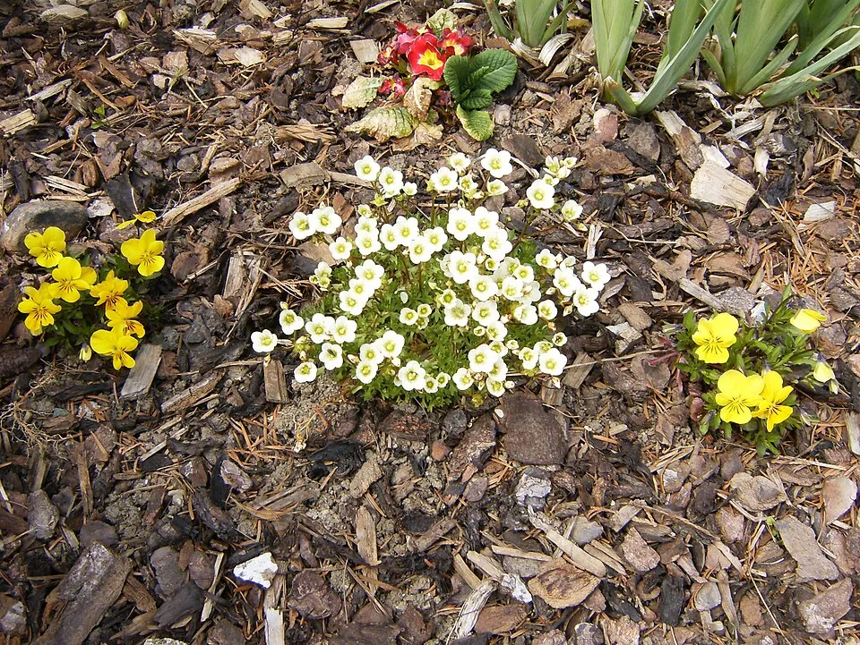 Arends-kőtörőfű / Saxifraga × arendsii 'Touran Rocklarwh'