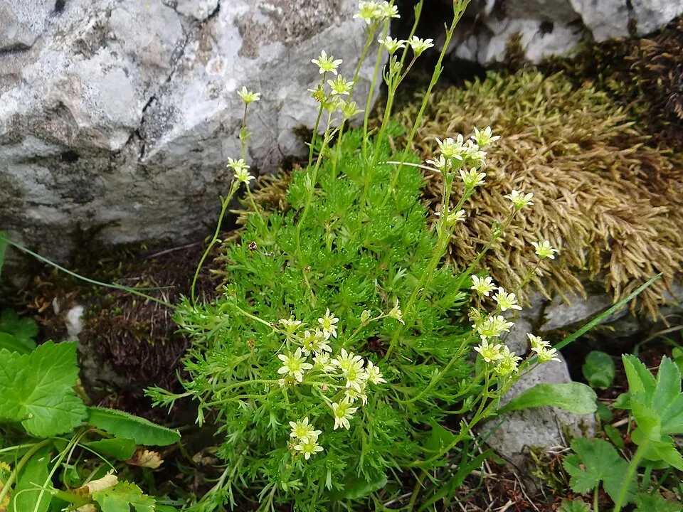 Pézsmaillatú kőtörőfű / Saxifraga moschata 'Pixie'