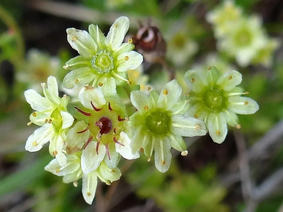 Pézsmaillatú kőtörőfű / Saxifraga moschata 'Pixie'